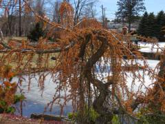 Normal winter needles on a Blue Cedar
