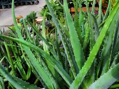 Aloe Vera