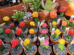 Garden Barn Cactus