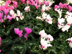 Cyclamen