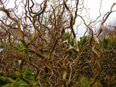 Harry Lauder Walking Stick