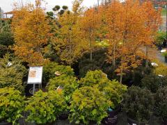 Katsura Maples & Ninebark Shrubs