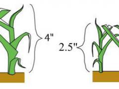 Proper Mowing Height