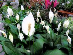 Spathiphyllum