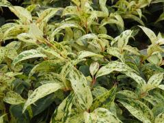 Rainbow Leucothoe