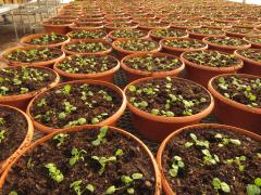 Garden Barn Annual Planting